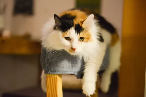 印花猫 印花猫