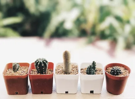 树,植物,仙人掌,莫,关注前景,食物和饮料,食物,并排 树,植物,仙人掌,莫,关注前景,食物和饮料,食物,并排