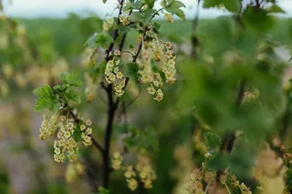 树上树叶的特写镜头
