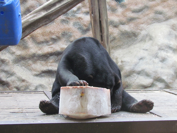 熊，吃，坐，动物，野生动物，饥饿，哺乳动物，动物主题