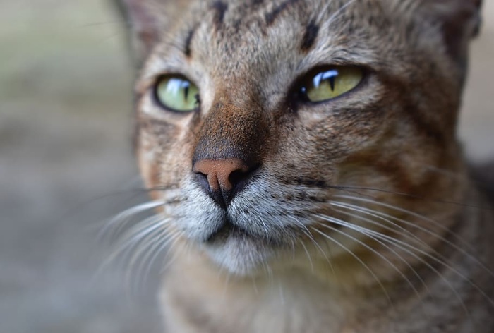 猫，可爱，哺乳动物，宠物，可爱，动物，一个动物，动物主题