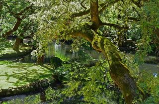 澳大利亚，谢尔布鲁克，阿尔弗雷德·尼古拉斯花园，绿色，苔藓，苔藓，树木，池塘