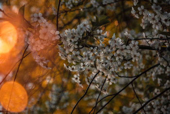白色花瓣花的选择性焦点照片