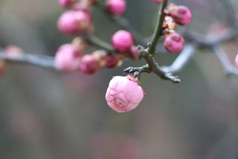 大自然,梅花,花朵,春节,冬天,花蕾想放,植物,粉色 大自然,梅花,花朵,春节,冬天,花蕾想放,植物,粉色