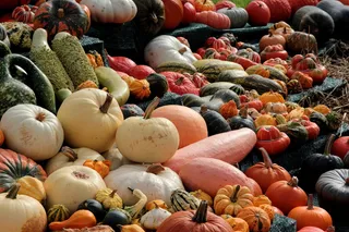 南瓜，秋天，五颜六色，装饰，变异，选择，南瓜，食品和饮料