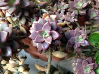 自然，肉质，土壤，植物，生长，自然之美，新鲜，特写