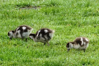 埃及人，幼鹅，春天，羽毛，鸟，喙，动物，草
