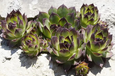 绿色,紫色,肉质,植物,肉质,结构,质地,植物 绿色,紫色,肉质,植物,肉质,结构,质地,植物