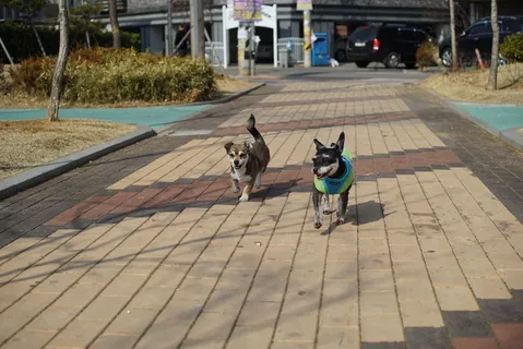 小狗、狗、动物、凝视、pm、共识、散步、公园