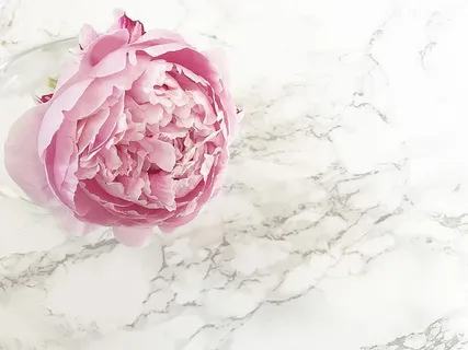 拉斯维加斯，平铺，办公桌，平铺，牡丹，牡丹，花卉，植物