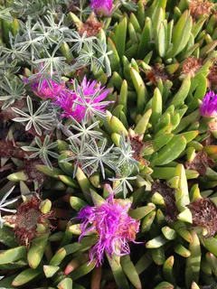 海滩,植物,海岸,海滩植物,海岸植物,海洋,花朵,粉色 海滩,植物,海岸,海滩植物,海岸植物,海洋,花朵,粉色