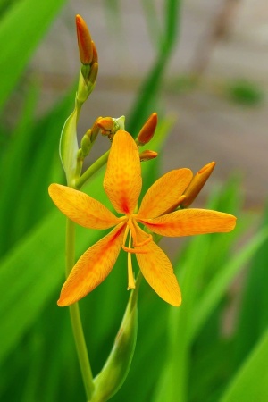 绿叶背景下的豹子花。观赏植物鸢尾的花和芽，通常被称为豹纹百合、黑莓百合和豹纹花。每一朵花的绽放只持续一天。