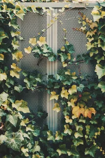 绿色、黄色、叶子、灰色、表面、叶子、植物、自然