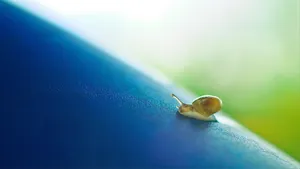 小，蜗牛，爬行，缓慢，贝壳，解剖，动物，蓝色