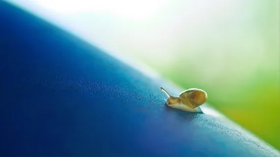 小,蜗牛,爬行,缓慢,贝壳,解剖,动物,蓝色 小,蜗牛,爬行,缓慢,贝壳,解剖,动物,蓝色