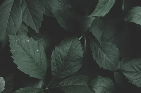 绿叶布置图 绿叶布置图