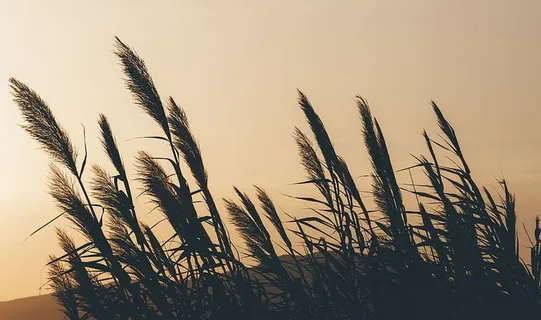 草、绿色、自然、景观、风、生长、植物、农业 草、绿色、自然、景观、风、生长、植物、农业