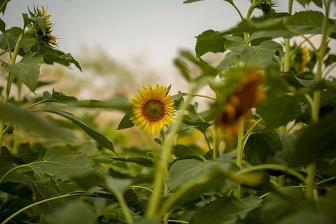 植物,花朵,花朵,向日葵,植被,菊科,棘科,花粉 植物,花朵,花朵,向日葵,植被,菊科,棘科,花粉