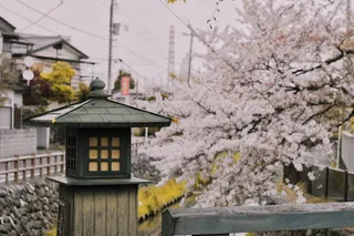 樱花旁的木制灯柱