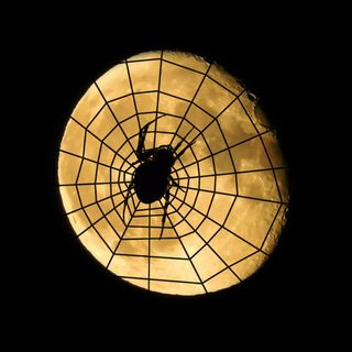 蜘蛛，月亮，蜘蛛网，万圣节，德雷维尔·特尔蒙德，降月，颤抖，令人毛骨悚然