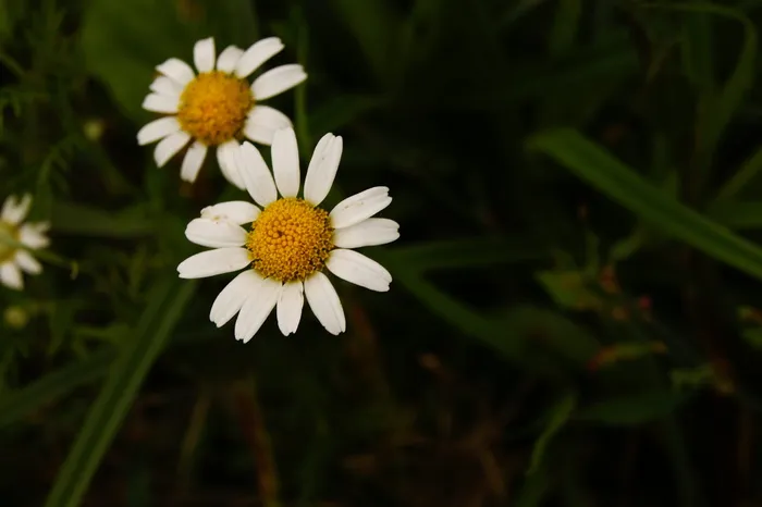 洋甘菊，黄色，白色，草药，治疗学，草药，宏观，自然