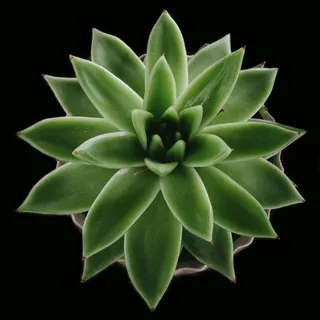 多肉, 植物, 绿色, 简约, 极简, 极简, 光绘, 长时间曝光