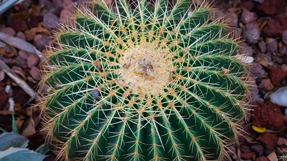 刺梨,植物,天然,仙人掌,多汁植物,刺,生长,绿色 刺梨,植物,天然,仙人掌,多汁植物,刺,生长,绿色