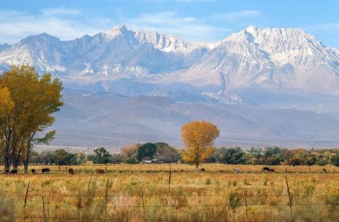 加利福尼亚州毕肖普Inyo国家森林的棉白杨树和秋草