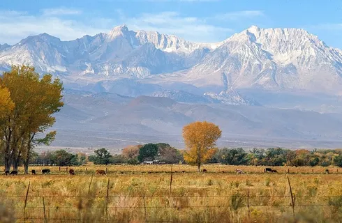 加利福尼亚州毕肖普Inyo国家森林的棉白杨树和秋草 加利福尼亚州毕肖普Inyo国家森林的棉白杨树和秋草