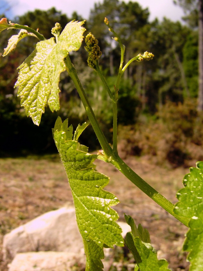 爆发，albariño，葡萄栽培，rias baixas，生长，植物，特写，叶