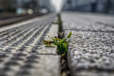 平台、杂草、植物、绿色、模糊、失焦、模糊、运输系统 平台、杂草、植物、绿色、模糊、失焦、模糊、运输系统