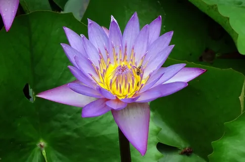 百合,花朵,睡莲,热带,白昼花,睡莲,胎生,蓝睡莲 百合,花朵,睡莲,热带,白昼花,睡莲,胎生,蓝睡莲