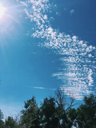 树, 天空, 植物, 自然之美, 低角度视图, 云-天空, 阳光, 自然