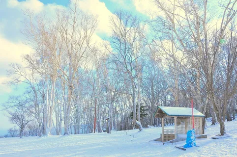 森林附近的雪地 森林附近的雪地