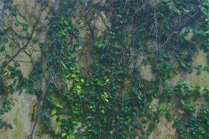 藤蔓，绿色，叶子，墙壁，植物，生长，绿色，树木