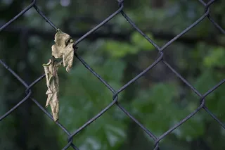 伦敦，水晶宫，英国，水晶宫，树叶，绿叶，树叶