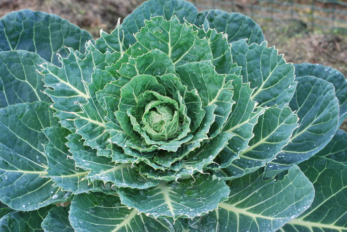 卷心菜，天然，蔬菜，绿色，抱子甘蓝植物，芽，绿色，生长