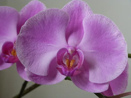 兰花,兰科,兰花,蛾,兰花蛾,蝴蝶兰,自然,蛾兰 兰花,兰科,兰花,蛾,兰花蛾,蝴蝶兰,自然,蛾兰