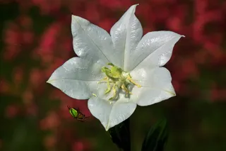 花, Rozwar, 白, 这 paucarcancha 有一股味道, 昆虫, 特写, 性质, 开花植物