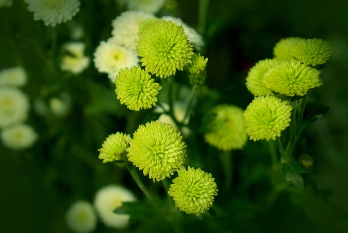 菊花、苦瓜、蓝雏菊、植物、生长、绿色、特写、自然之美