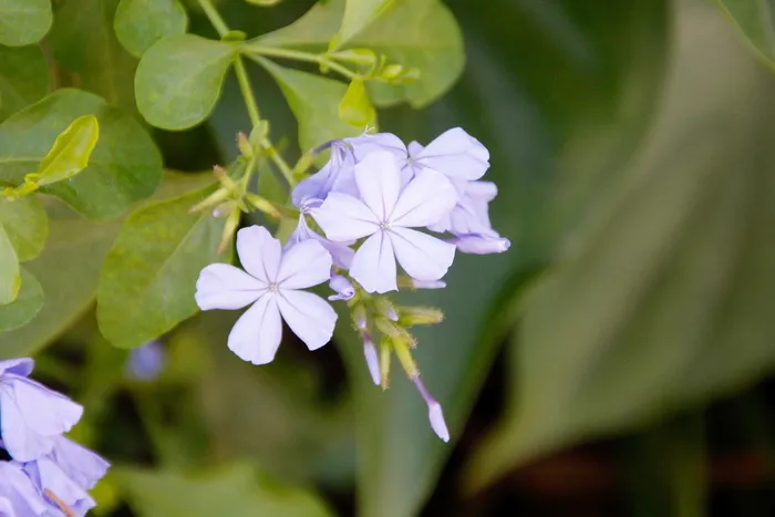 兰花，开花，开花，花，植物，自然，野生兰花，植物