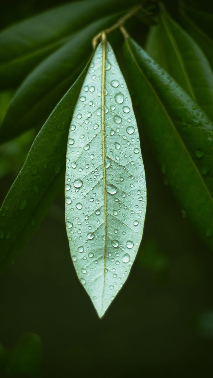 叶子、植物、自然、雨、滴、生长、露水、花园