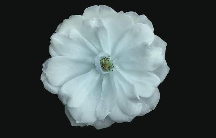 花, 照片, 艺术, 60d, 教规, assilah, 凉, 摄影