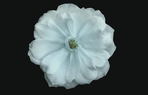 花, 照片, 艺术, 60d, 教规, assilah, 凉, 摄影