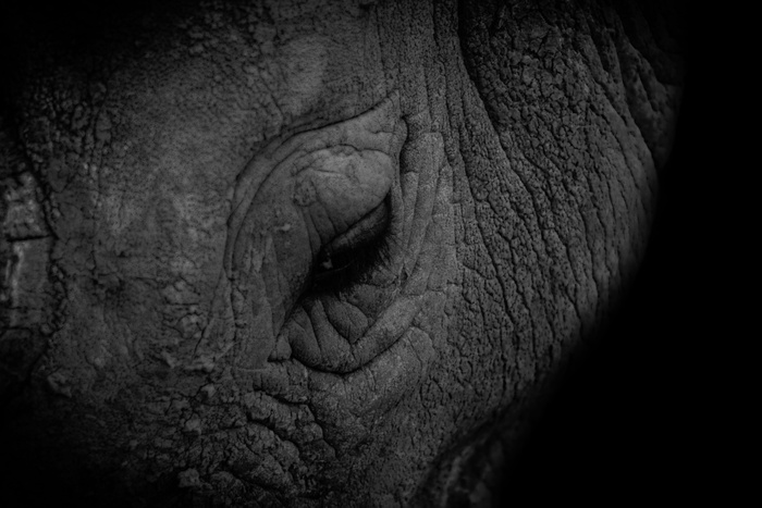 犀牛，犀牛，眼睛，野生生物，动物，动物，特写，褶皱