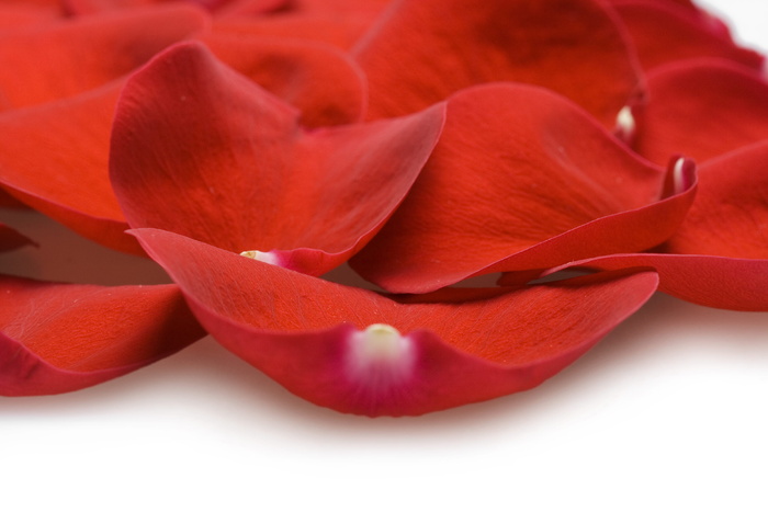 con2011，花，新鲜，礼物，隔离，踏板，花瓣，照片