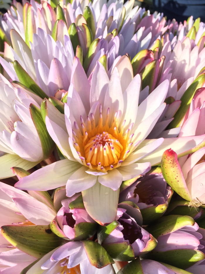 花，花，花店，自然，自然，莲花，装饰，派对