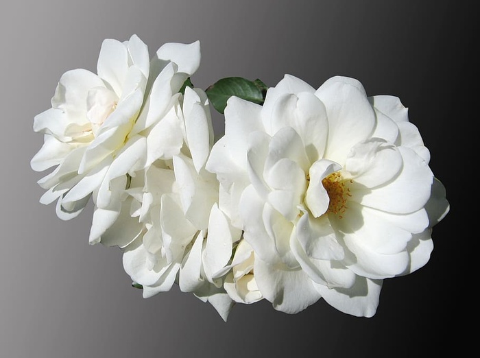 白色花瓣的花朵，花朵，玫瑰，白色，哀悼，高贵，孤立，背景