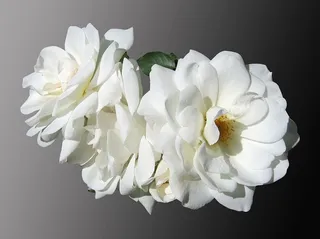 白色花瓣的花朵，花朵，玫瑰，白色，哀悼，高贵，孤立，背景