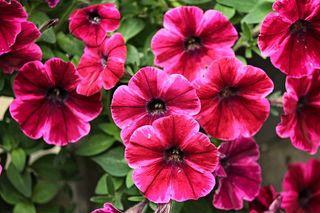 牵牛花，花园牵牛花，nachtschattengewächs，开花，开花，观赏植物，阳台植物，花卉